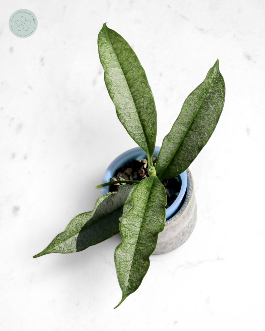 Hoya irisae (silver)