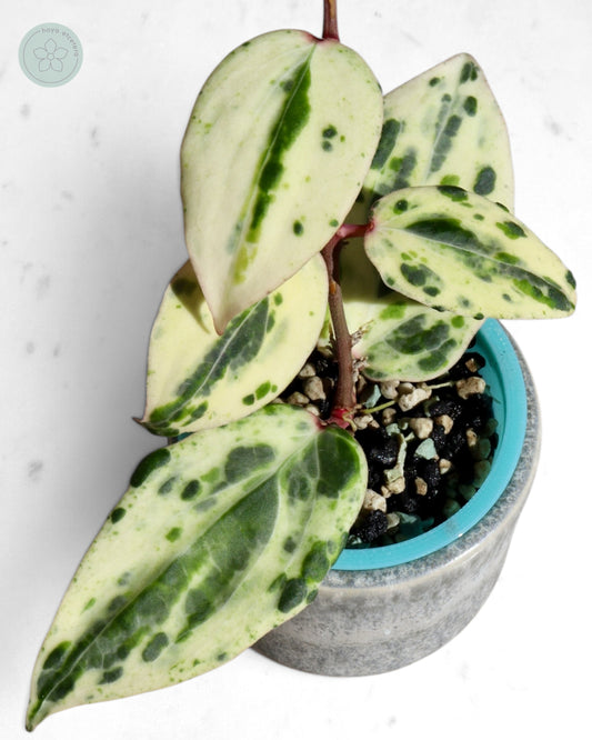 Hoya 'Swiffer’s Nightmare'