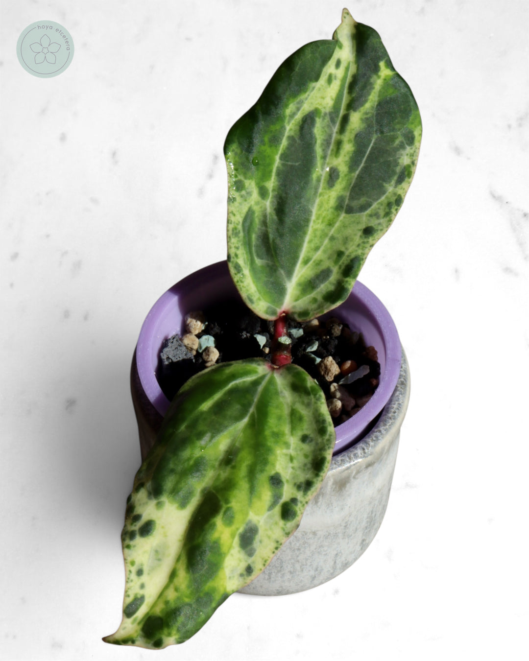 Hoya 'Swiffer’s Nightmare'