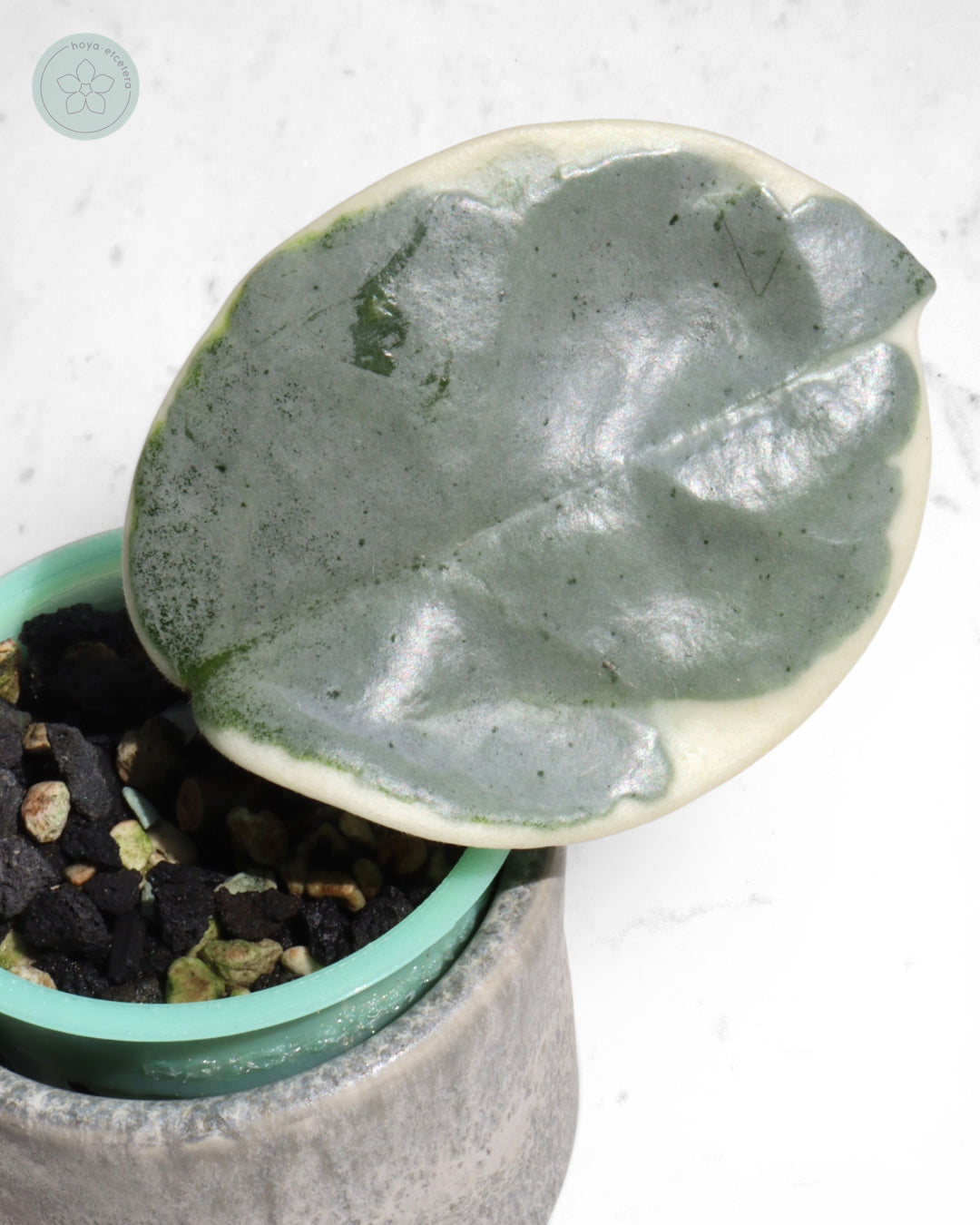 Hoya carnosa 'Argentea Picta'
