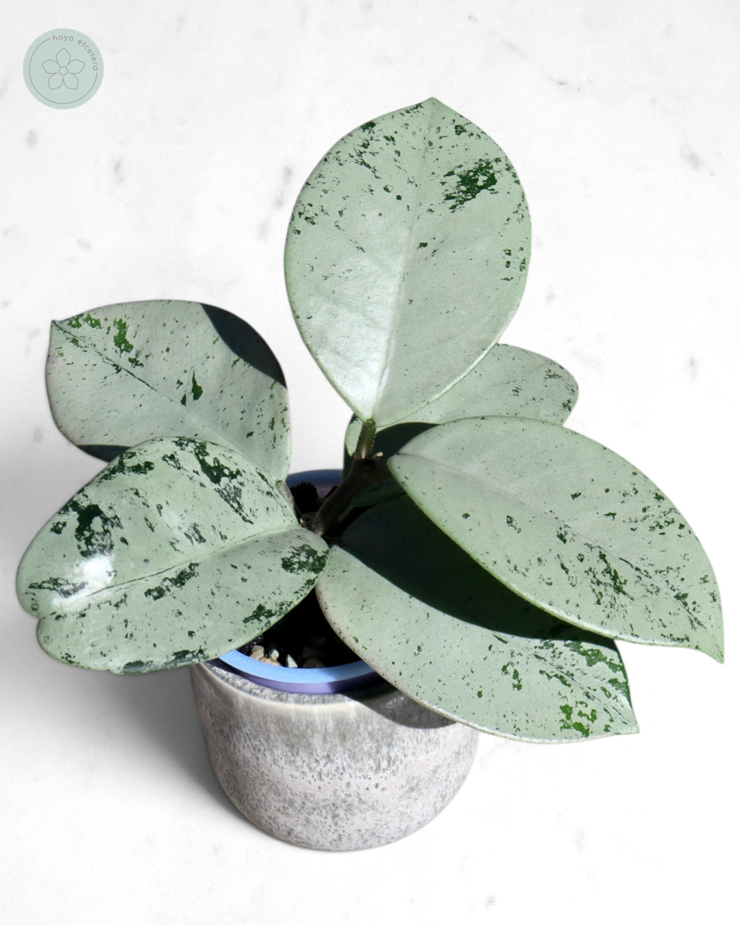 Hoya 'Stardust' (silver)