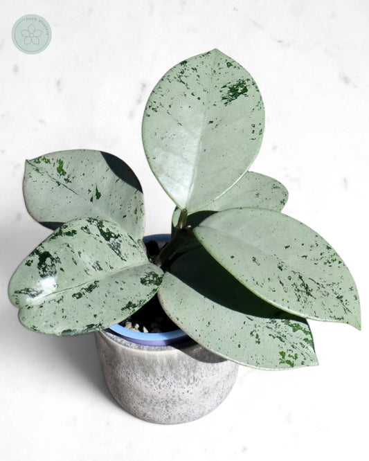 Hoya 'Stardust' (silver)
