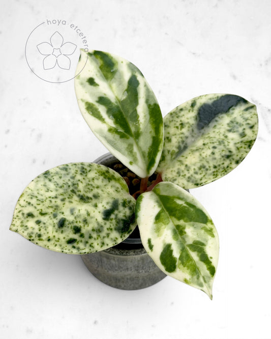 Hoya carnosa 'Madara' (Snow Angel)