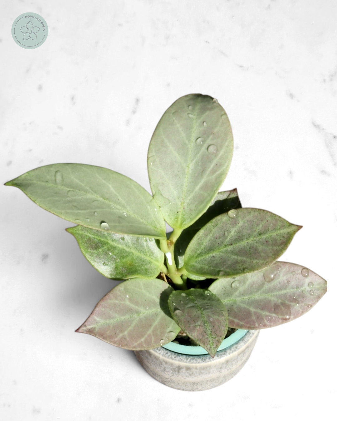 Hoya obscura 'Cryptic Chrome' CML-09-21-A