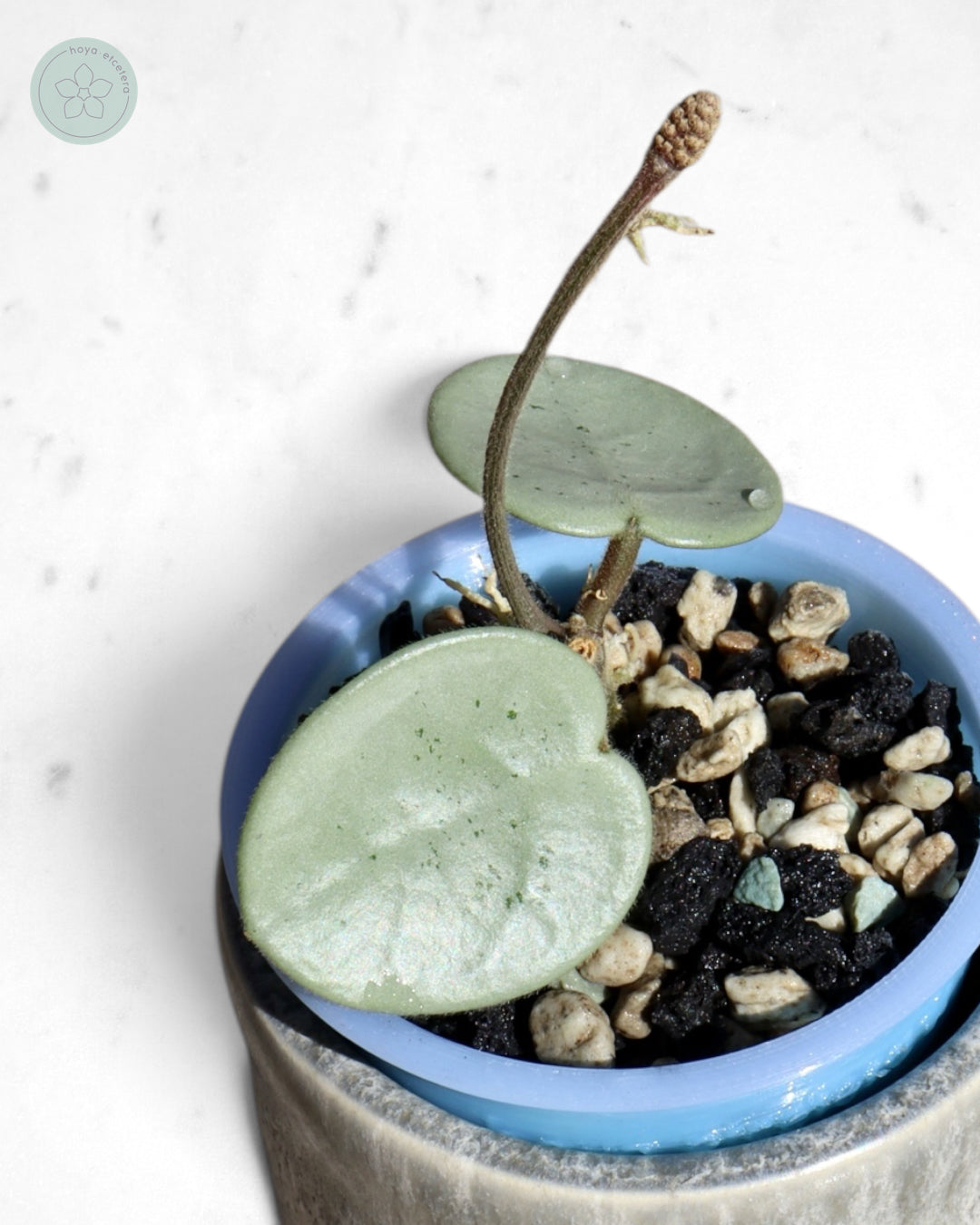 Hoya 'Grey Fairy'