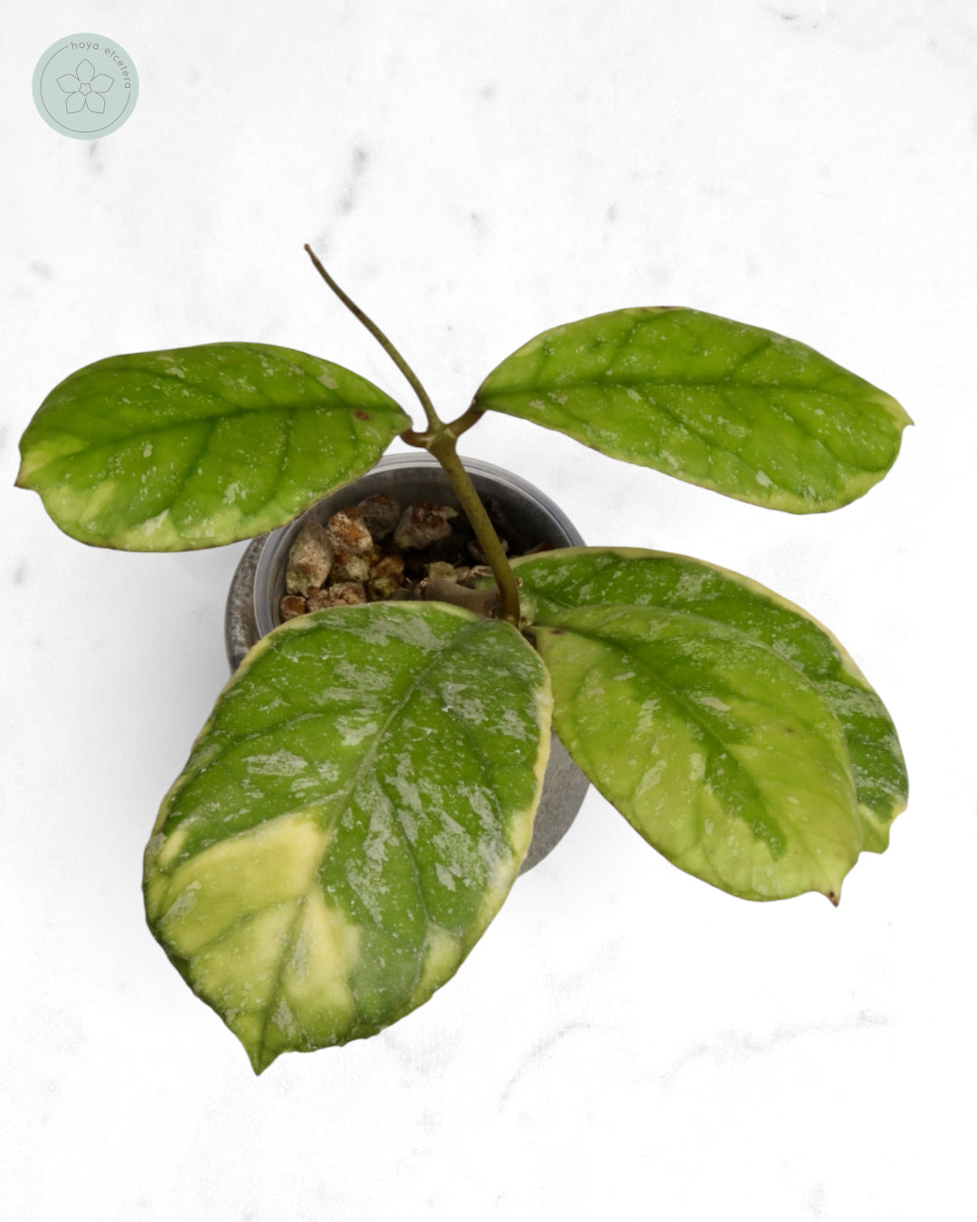Hoya AH0001 (albo)