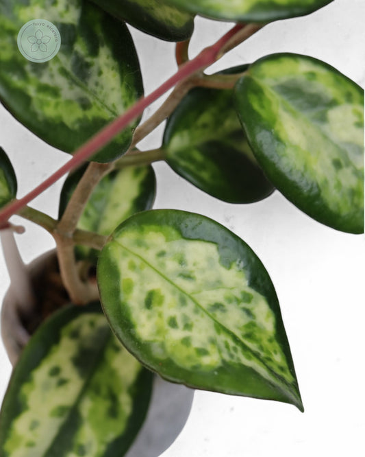 Hoya carnosa 'Madara' (Green Edge)