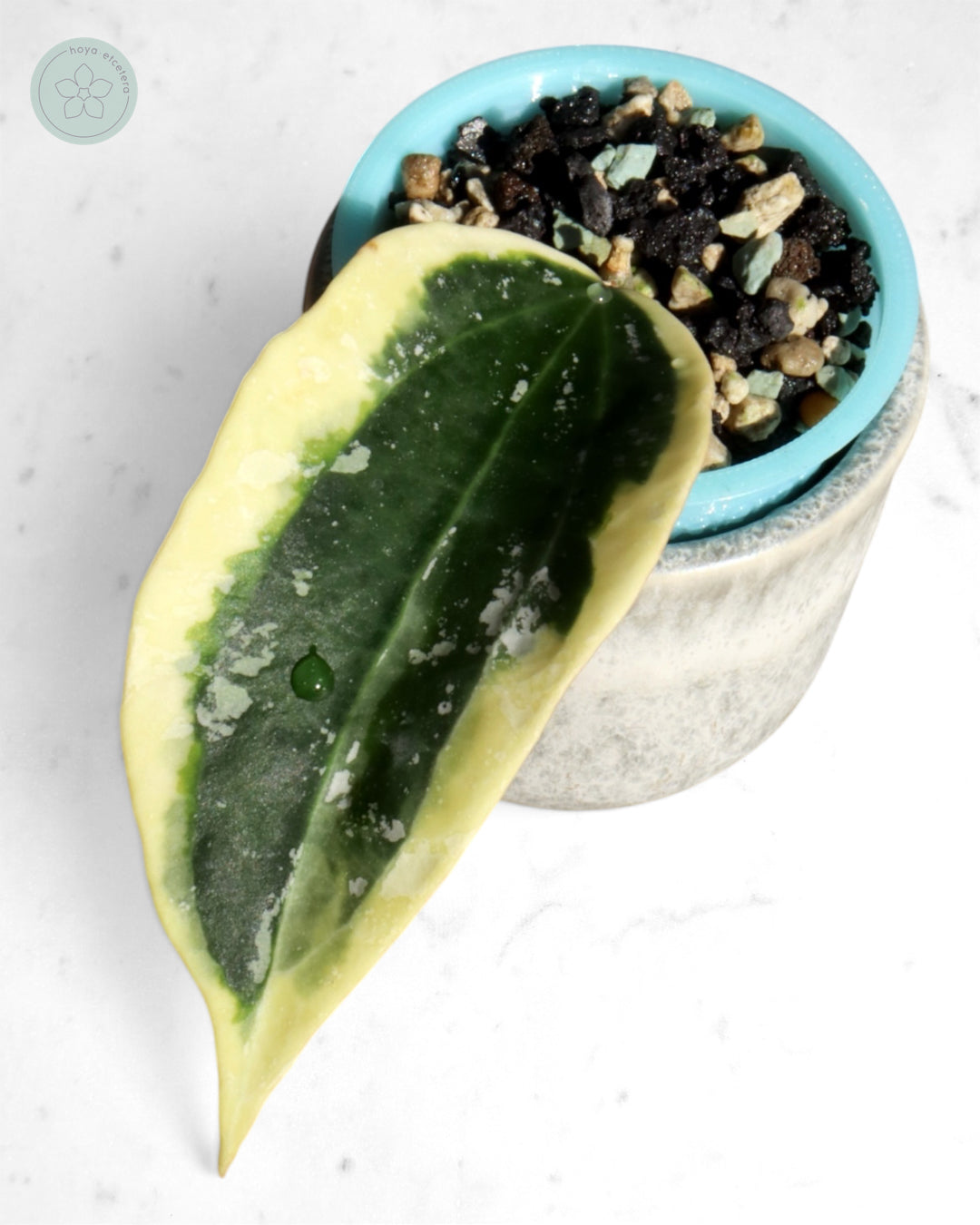 Hoya sp. Rangsan (albo splash)