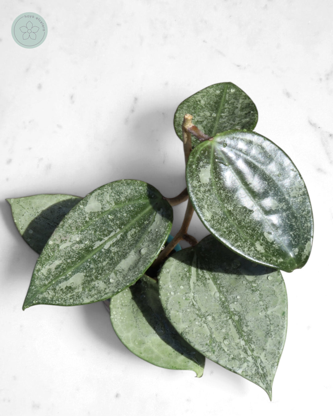 Hoya 'Rimba Perak' (silver)