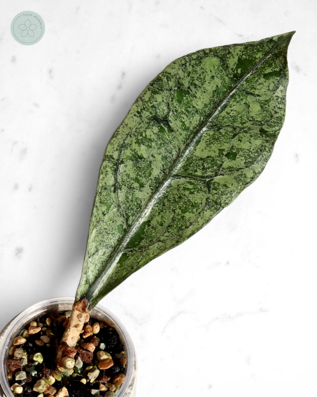 Hoya clemensiorum (Borneo silver)