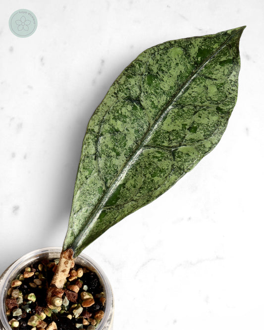 Hoya clemensiorum (Borneo silver)