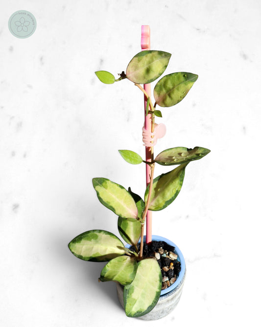Hoya elliptica (variegated)
