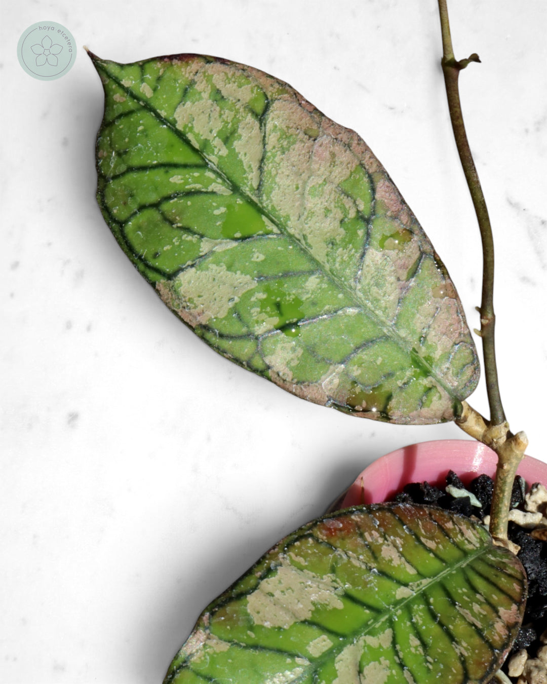 Hoya sp. Gunung Gading (Ghost)