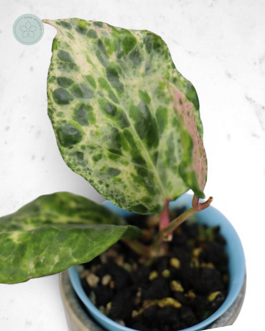 Hoya 'Candy'