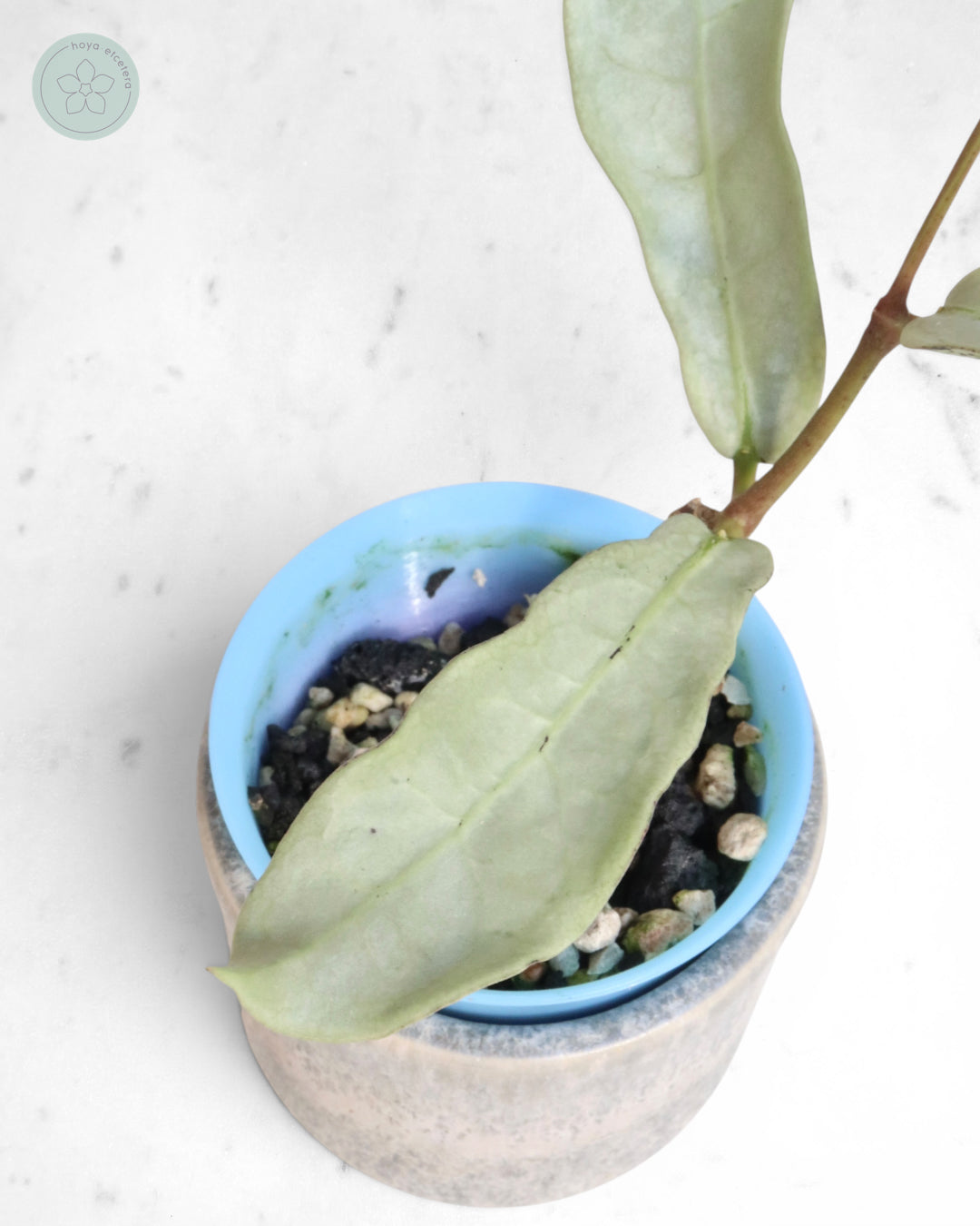 Hoya mitrata (sp. Buntok silver AH clone)