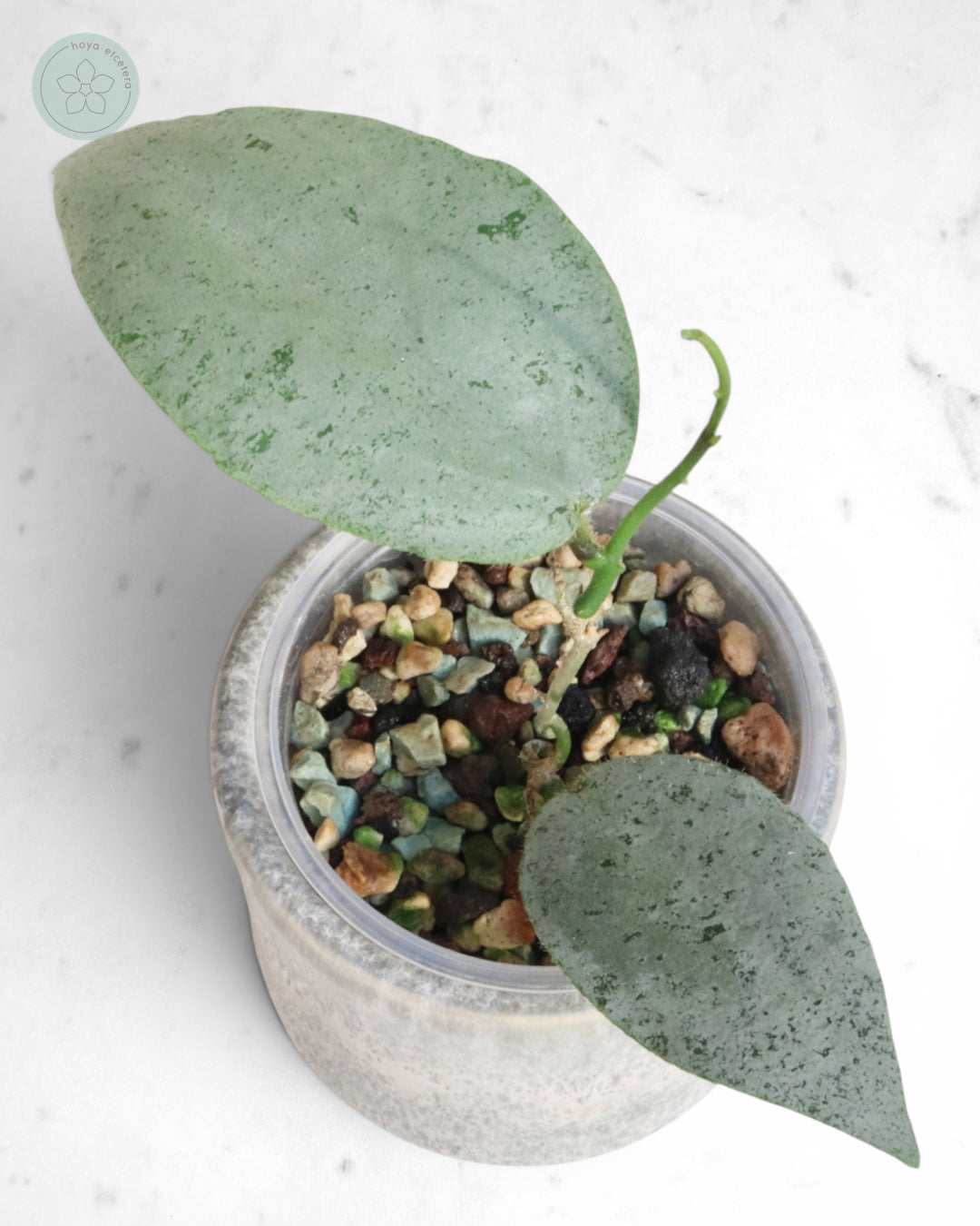 Hoya caudata 'Argene'