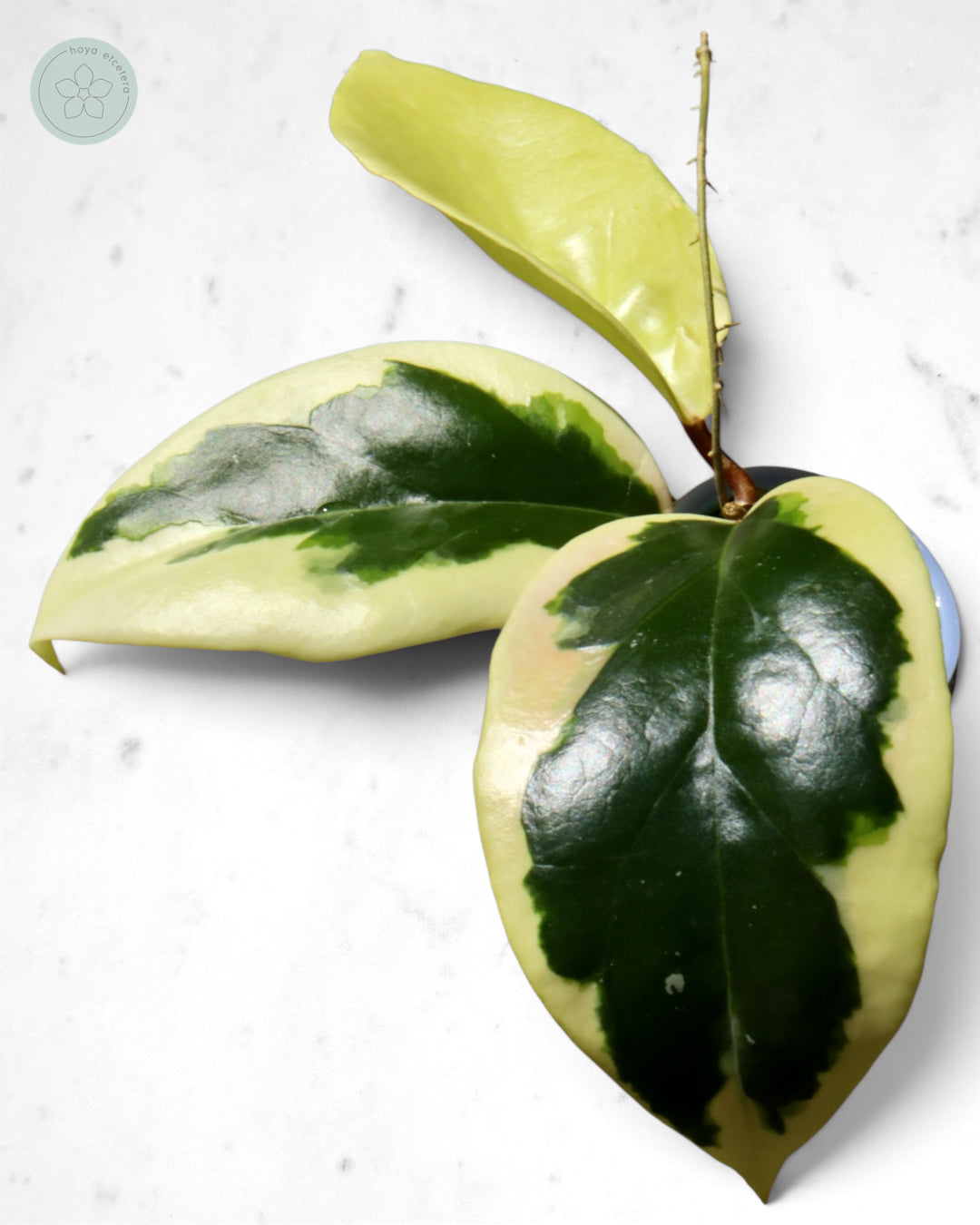 Hoya ilagiorum (albo)