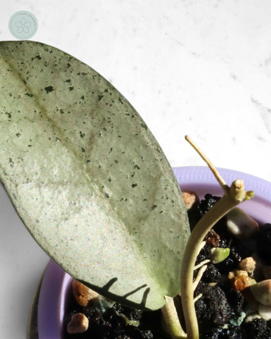 Hoya 'Moon Blush'