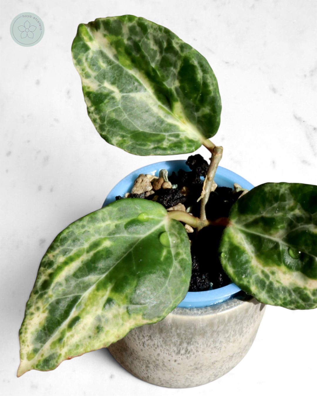 Hoya 'Candy'