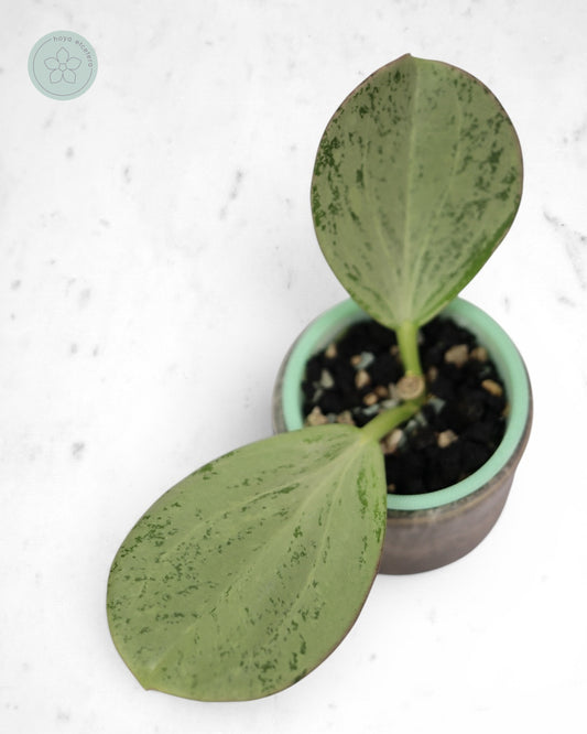 Hoya subquintuplinervis (silver)