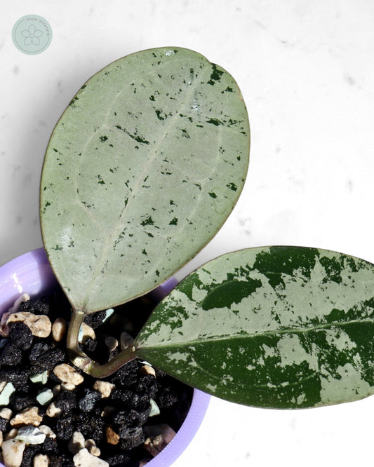 Hoya elliptica (silver)