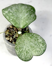 Load image into Gallery viewer, Hoya 'Mutelu Hearts'