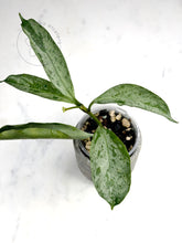 Charger l'image dans la galerie, Hoya occultata (silver) 🦄