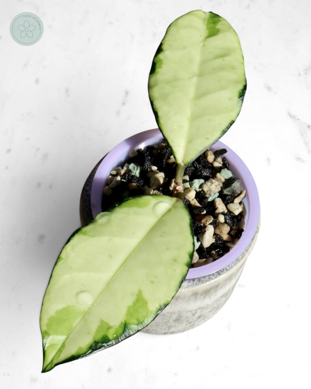 Hoya crassipetiolata (variegated)