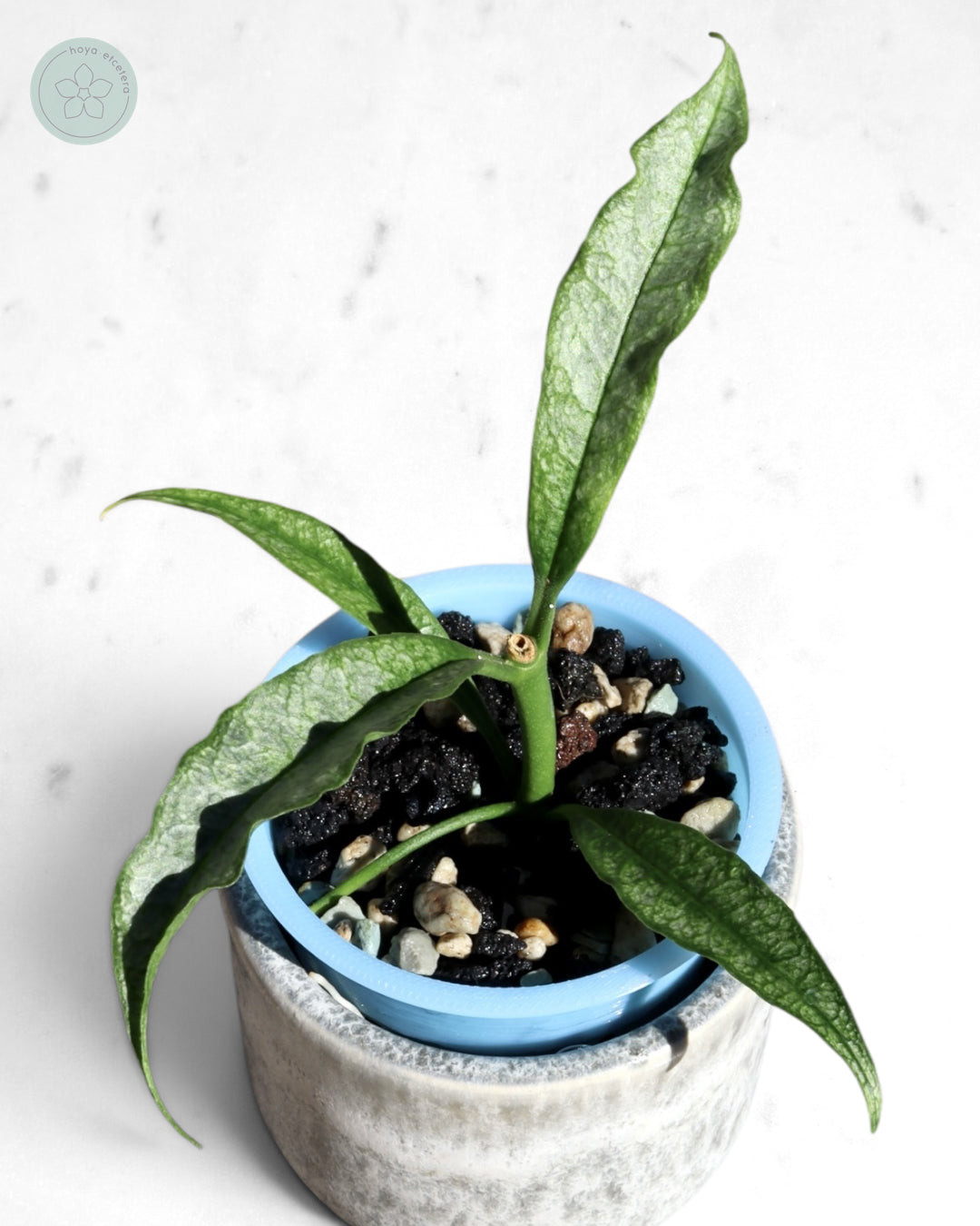 Hoya irisae (silver)