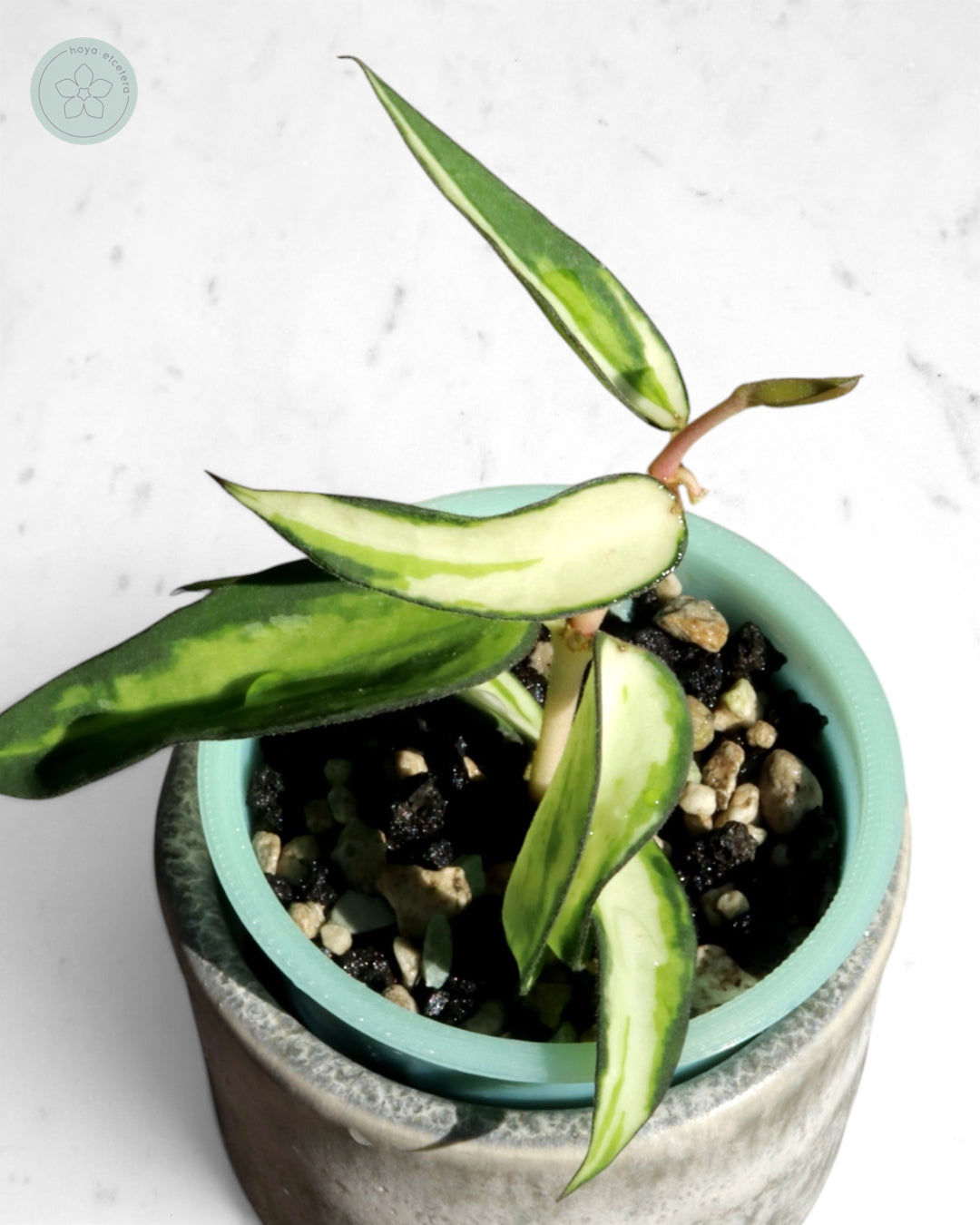 Hoya burmanica (variegated)