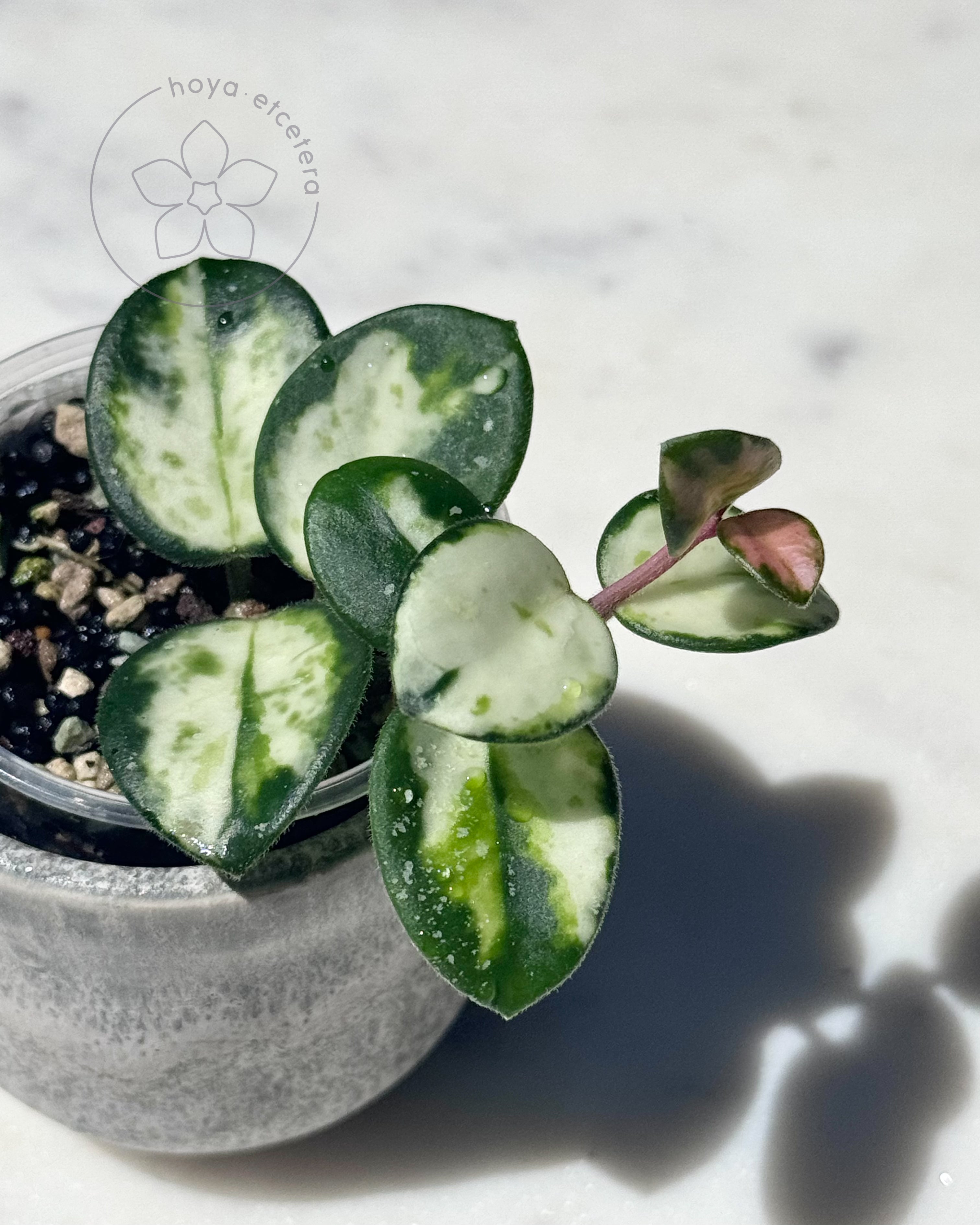 在庫ラスト ホヤ マチルダ Hoya mathilde variegata ② Hoya 'Mathilde