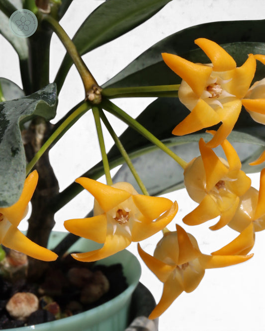 Hoya occultata (silver)
