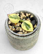 Load image into Gallery viewer, Hoya para 'Emerald Frost'