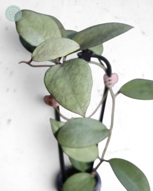 Hoya sp. Menak Sopal (silver)