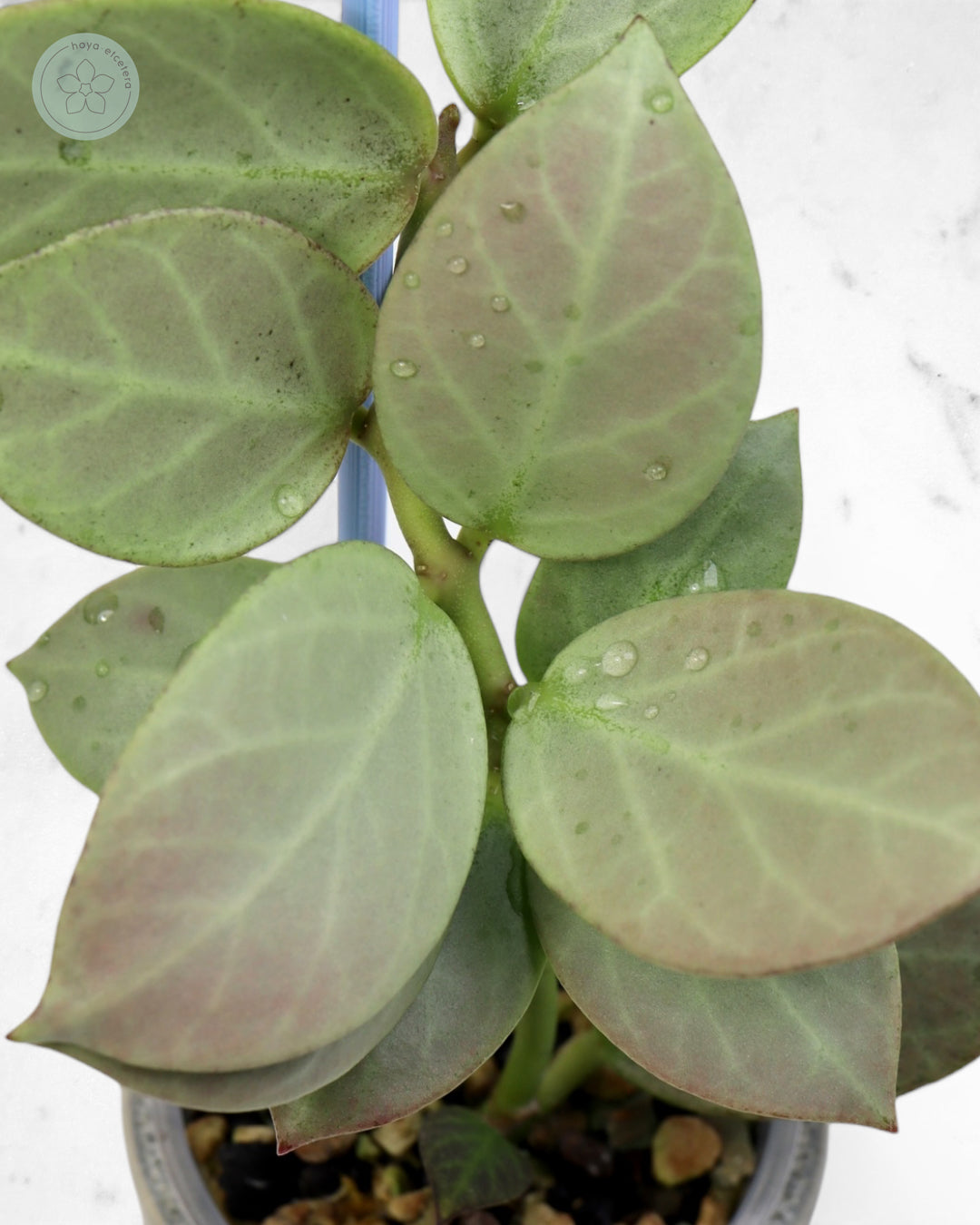 Hoya obscura 'Cryptic Chrome' CML-09-21-A