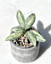 Charger l'image dans la galerie, Hoya lacunosa 'Winter Pandora' 🦄 cutting 🌱 high colour!