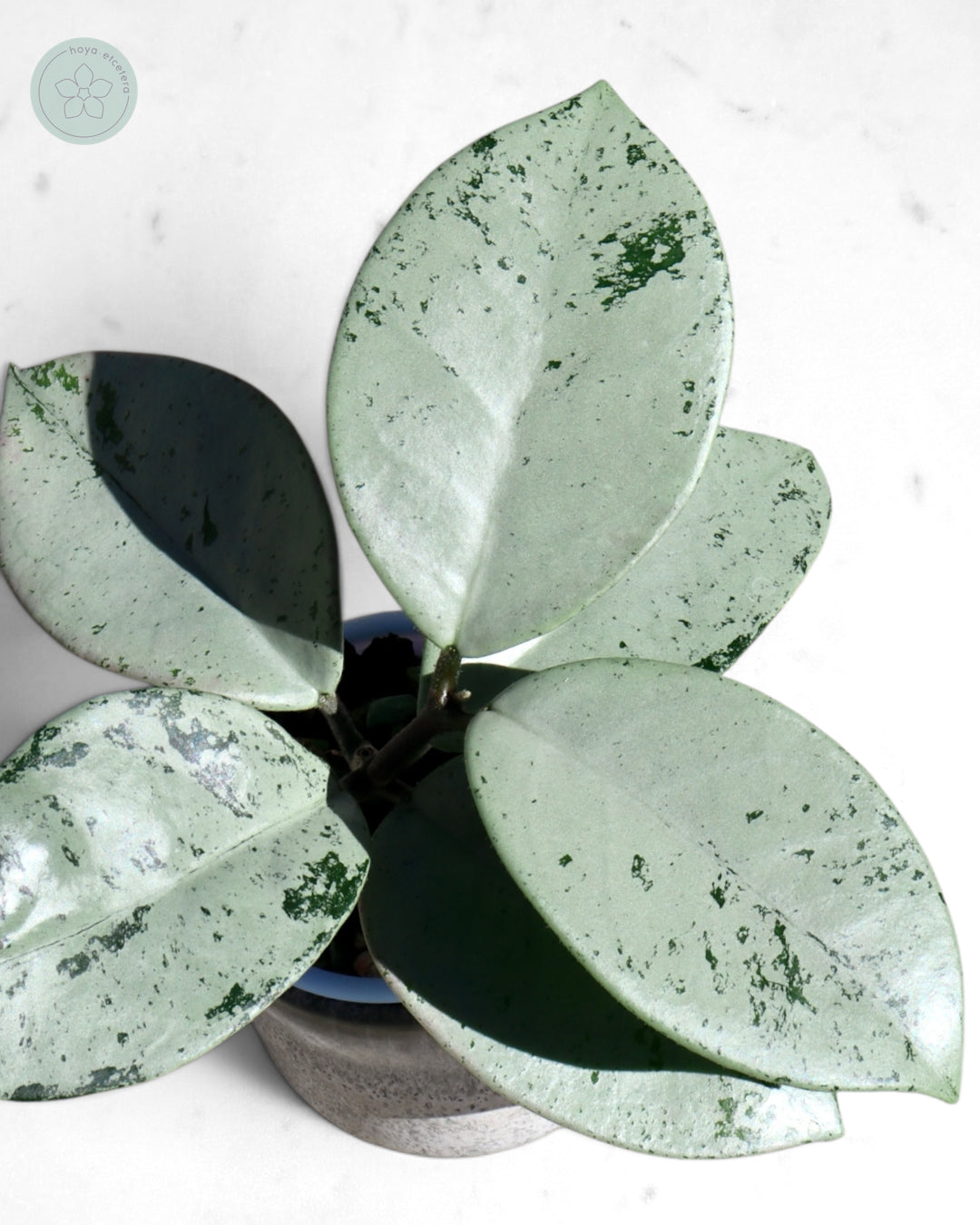 Hoya 'Stardust' (silver)