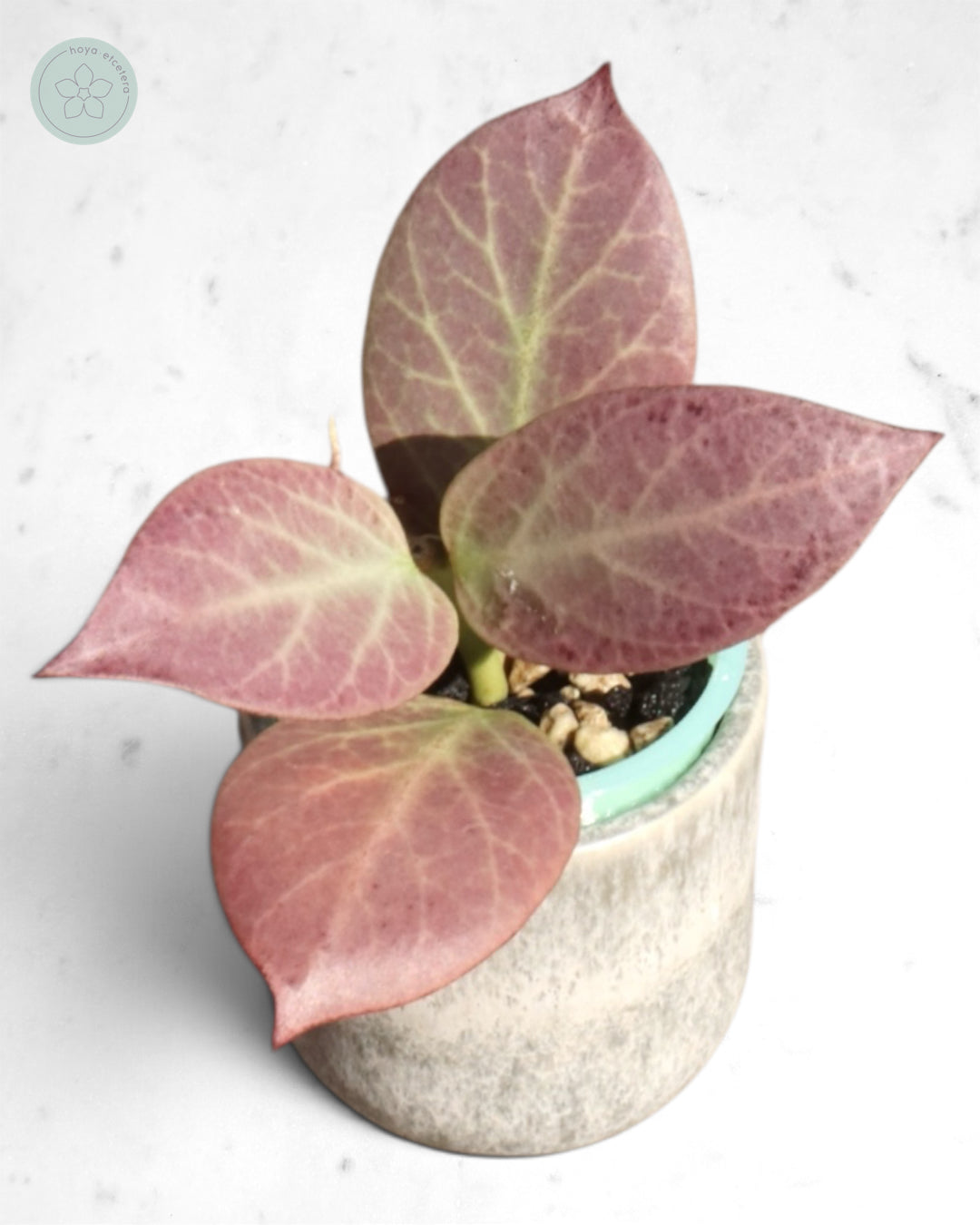 Hoya obscura 'Cryptic Chrome' CML-09-21-A