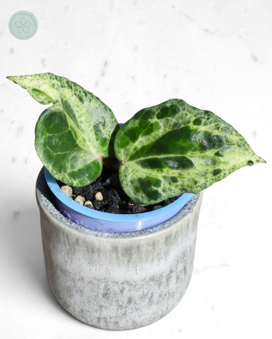 Hoya 'Candy'