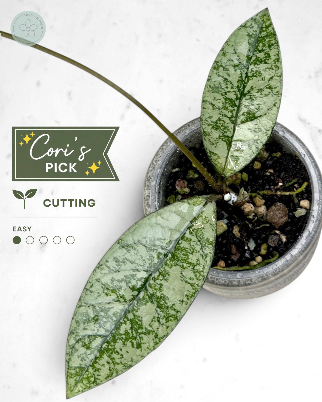 Hoya crassipetiolata (splash/silver)
