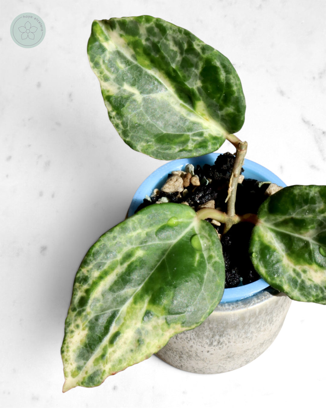 Hoya 'Candy'