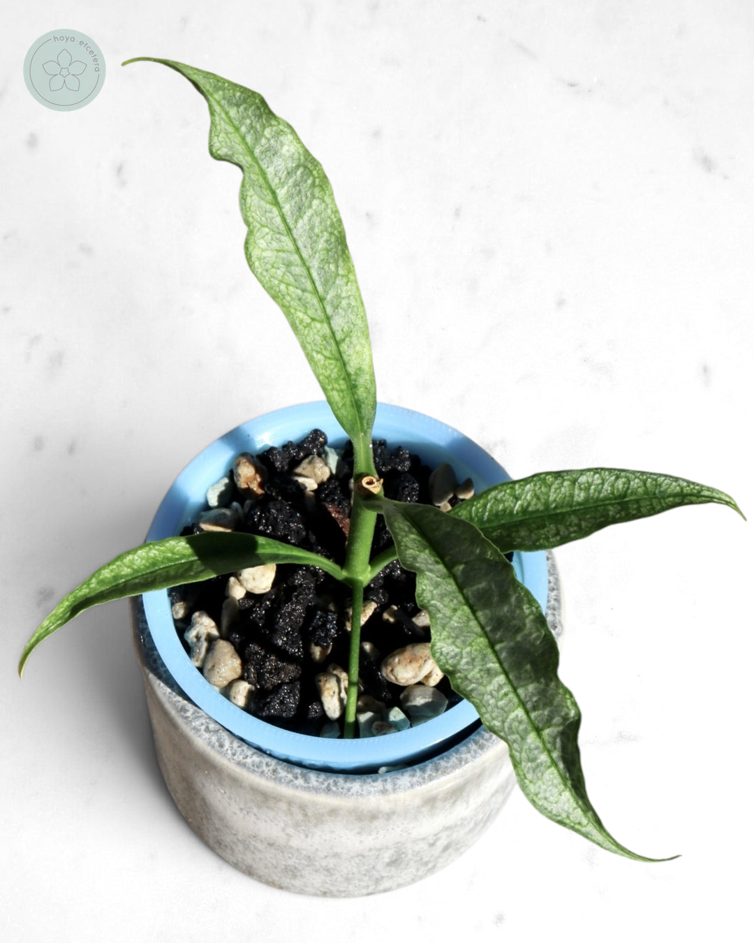 Hoya irisae (silver)