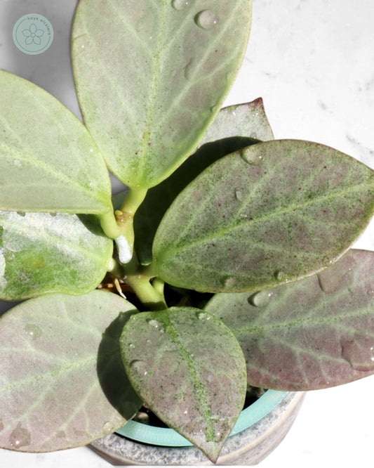 Hoya obscura 'Cryptic Chrome' CML-09-21-A