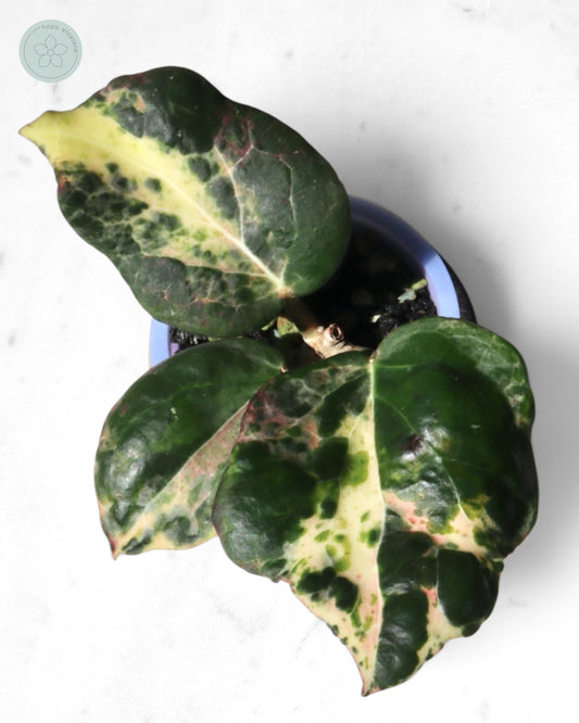 Hoya 'Candy'