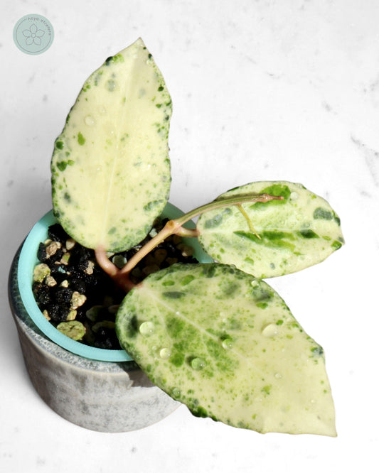 Hoya 'Candy'