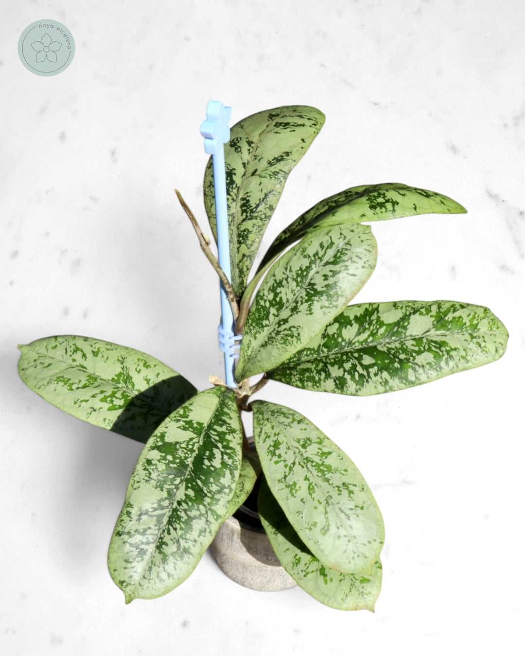 Hoya 'Lorelai'