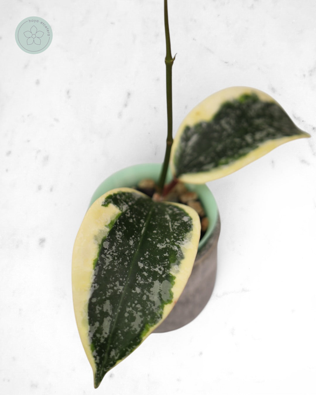 Hoya sp. Rangsan (albo splash)