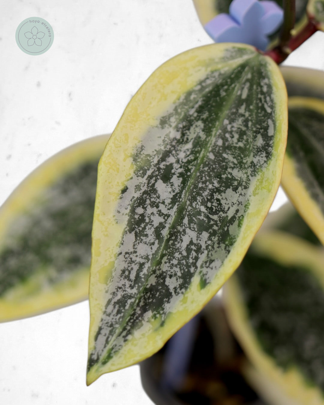 Hoya sp. Rangsan (albo splash)