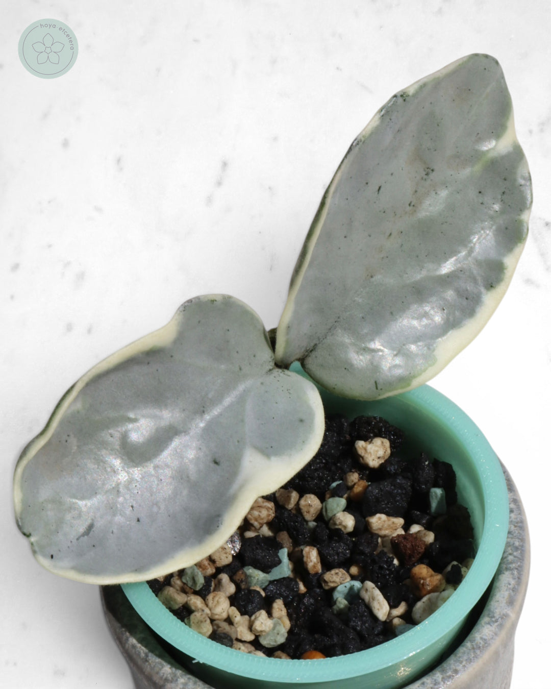 Hoya carnosa 'Argentea Picta' 🌱 cutting