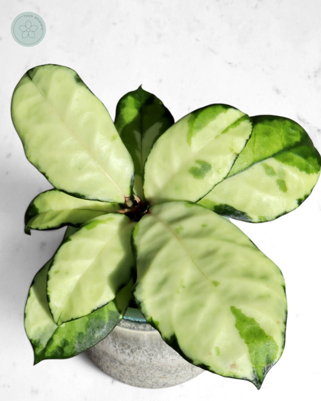 Hoya crassipetiolata (variegated)